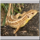 Lacerta agilis - Zauneidechse w14.jpg